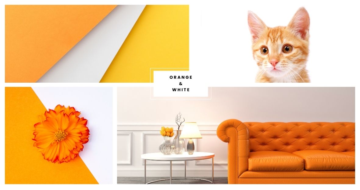 Orange & White Combination