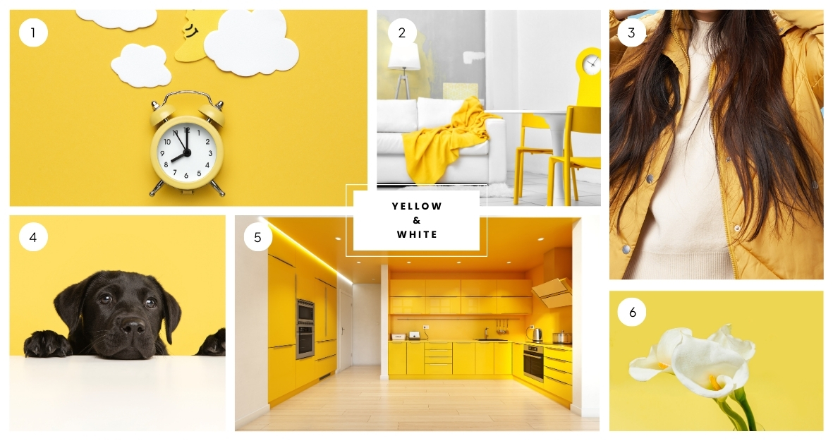 Yellow & White Color Palette